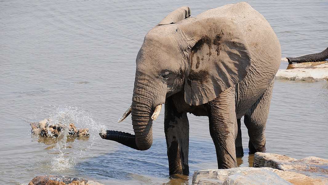 Etosha NP, olifant in waterhole, sept. 2010